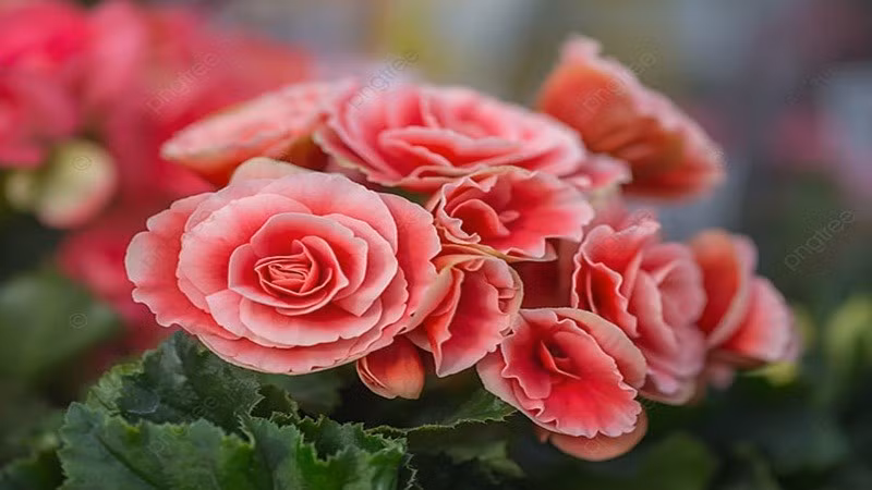 5. Thu hải đường: Với người hướng đến con đường học hành hay công danh, hải đường hoa là lựa chọn mang nhiều tầng nghĩa. Tên "đường" đồng âm với "đường đường chính chính" và cũng gợi nên ý "vinh hoa đầy nhà". Cây có khả năng chịu lạnh, chịu đổi thời tiết, tượng trưng cho sự bền bỉ và tinh thần đi đến cùng.