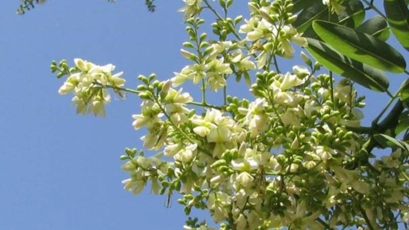 Với tuổi thọ cao, rễ sâu và thân thẳng, cây hòe tượng trưng cho sự bền vững, bình an và phúc lộc lâu dài. Nó được xem như “gia sản xanh” mà cha ông trồng cho con cháu, mang ý nghĩa che chở và hưng thịnh qua nhiều thế hệ.