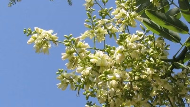 Với tuổi thọ cao, rễ sâu và thân thẳng, cây hòe tượng trưng cho sự bền vững, bình an và phúc lộc lâu dài. Nó được xem như “gia sản xanh” mà cha ông trồng cho con cháu, mang ý nghĩa che chở và hưng thịnh qua nhiều thế hệ.