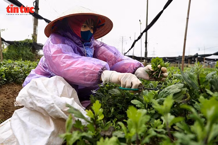 Nông dân khoác áo mưa, đeo găng tay chăm sóc hoa trong điều kiện thời tiết mưa lạnh kéo dài.