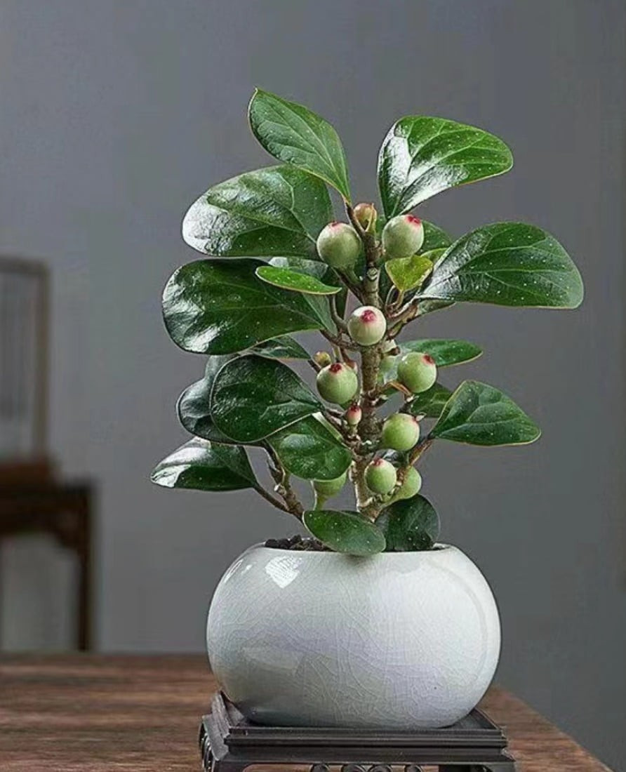 Loài cây này tượng trưng cho hy vọng, hòa bình và sự tĩnh tại trong tâm hồn. Người xưa tin rằng trồng tiểu bồ đề trong nhà sẽ mang đến may mắn và sự thịnh vượng lâu dài.