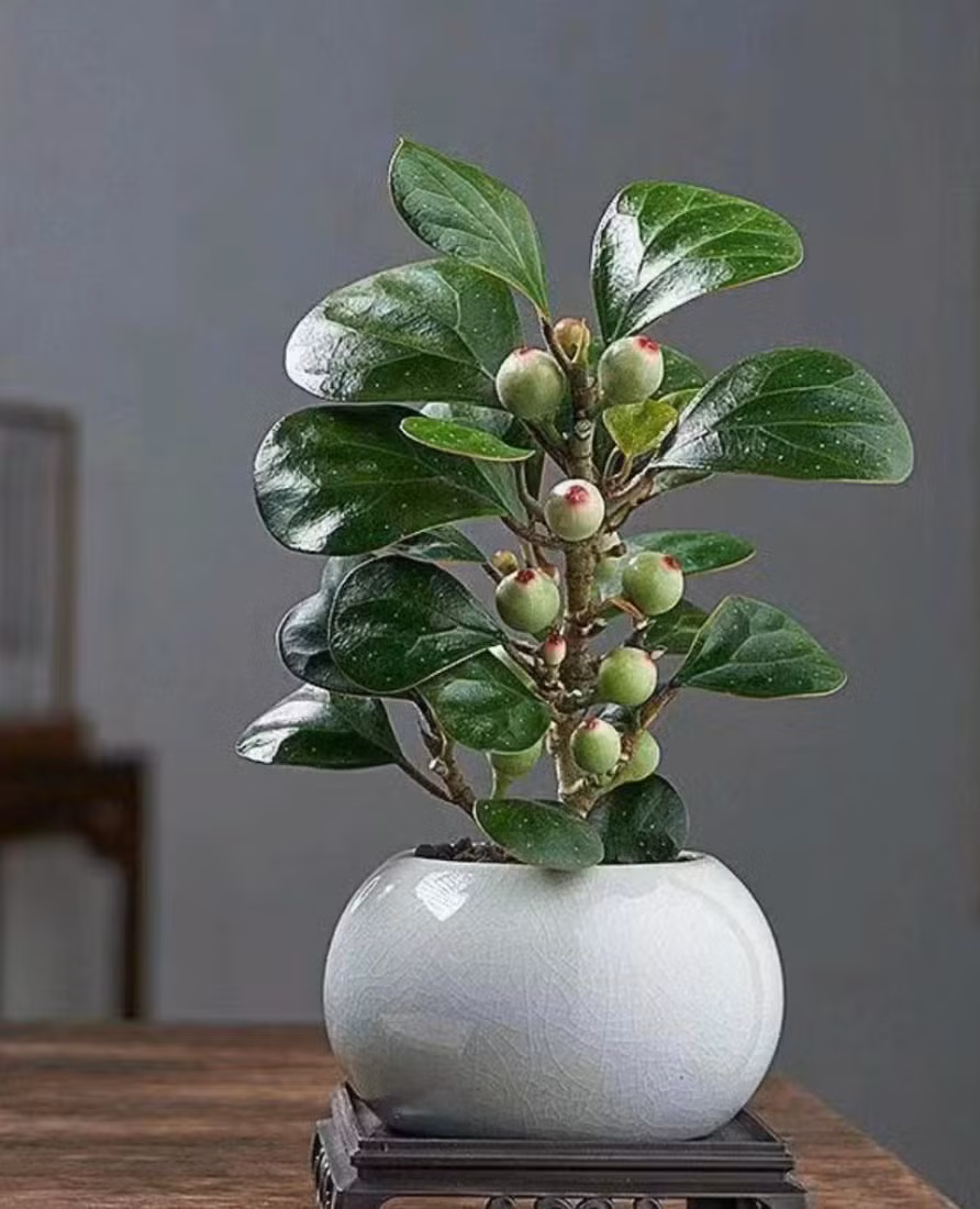 Loài cây này tượng trưng cho hy vọng, hòa bình và sự tĩnh tại trong tâm hồn. Người xưa tin rằng trồng tiểu bồ đề trong nhà sẽ mang đến may mắn và sự thịnh vượng lâu dài.