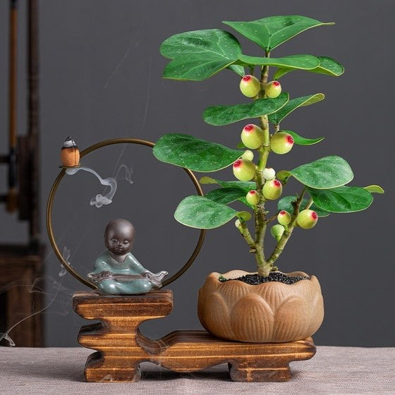 Cây cần ánh sáng dịu và độ ẩm vừa phải, không chịu úng. Ngoài giá trị phong thủy, tiểu bồ đề còn có hương thơm nhẹ, giúp không gian thêm thư thái.