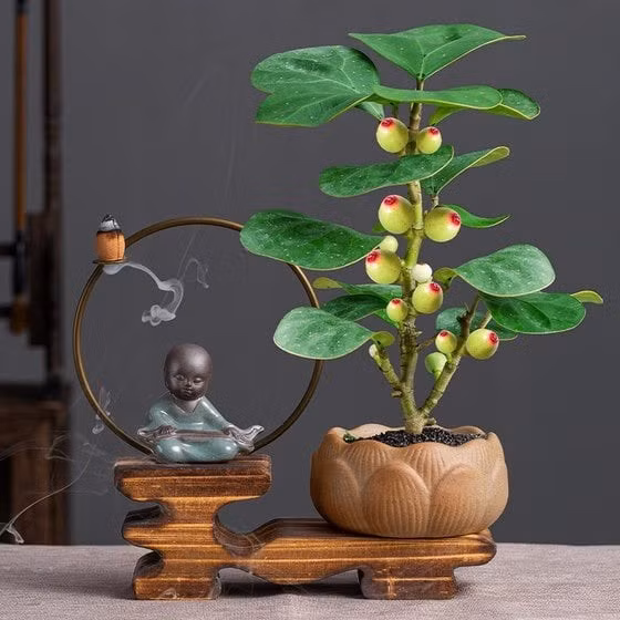 Cây cần ánh sáng dịu và độ ẩm vừa phải, không chịu úng. Ngoài giá trị phong thủy, tiểu bồ đề còn có hương thơm nhẹ, giúp không gian thêm thư thái.