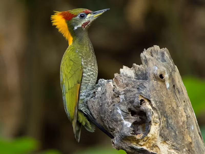 Chim gõ kiến xanh gáy vàng (Picus flavinucha) dài 31 - 35cm, là loài định cư tương đối phổ biến trong cả nước (VQG Tam Đảo, ba Vì, Cúc Phương, bạch Mã, Chư Yang Sin, Cát Tiên, Núi Bà). Chúng sống ở rừng lá rộng thường xanh, rừng rụng lá, rừng thông bản địa.