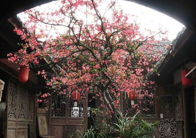 Không chỉ đẹp mắt, quả của cây còn có giá trị dược liệu nhất định. Tây phủ hải đường vì thế vừa làm đẹp không gian, vừa mang ý nghĩa “nhà đầy của cải”, tạo không khí lễ hội mỗi mùa hoa nở.