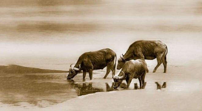 Về tài lộc trong 1 tuần tới, vận tiền bạc của người tuổi Sửu có xu hướng ổn định và khởi sắc nhẹ. Đây chưa phải giai đoạn “trúng đậm” bất ngờ, nhưng lại là thời điểm tốt để thu về thành quả từ những nỗ lực trước đó.