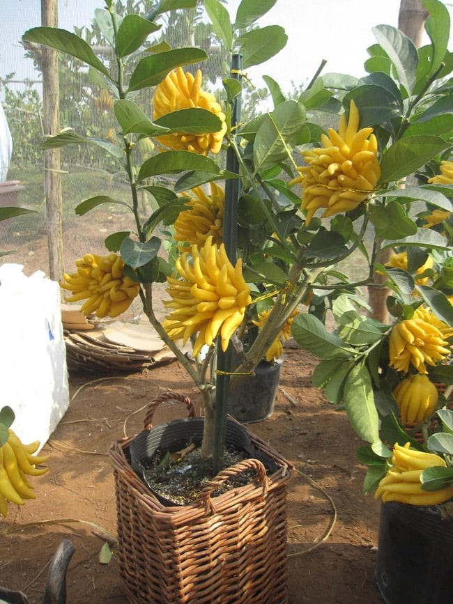  3. Cây cảnh: Phật thủ. Với tên gọi linh thiêng, mùi thơm thanh mát, màu sắc tài lộc, Phật thủ đương nhiên trở thành một trong những loại hoa quả được ưa thích nhất để dùng trong lễ cúng Rằm, mùng 1, cúng chùa...