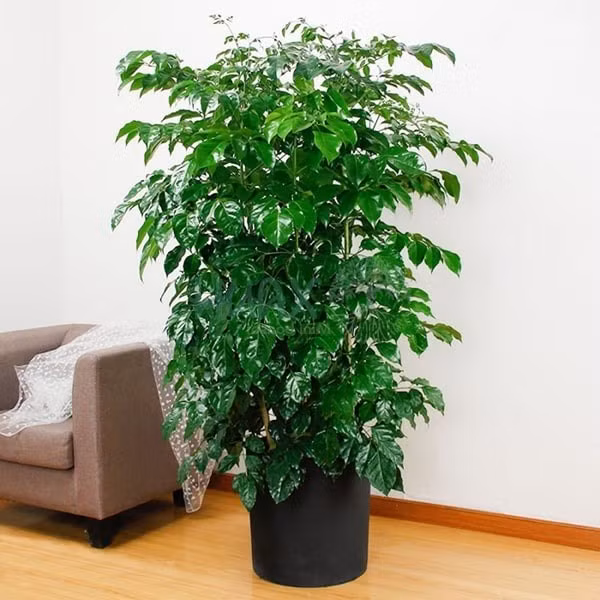 Theo phong thủy, cây hạnh phúc giúp tăng cường năng lượng tích cực, giữ cho gia đình luôn hòa thuận, yên ấm. Đặc biệt, với những ai thường xuyên gặp áp lực trong công việc hoặc dễ bất hòa trong gia đạo.