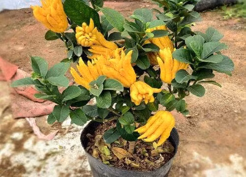 Ngoài vẻ đẹp độc đáo, phật thủ còn có khả năng khử trùng, xua côn trùng, thanh lọc không khí nhẹ nhàng mà hiệu quả – hợp đặt ở bàn trà hoặc kệ tủ.