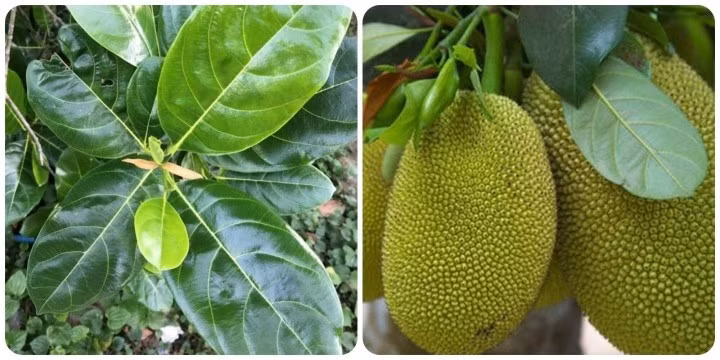 Thân cây to, tán rộng, rễ khỏe và vươn dài. Nếu trồng ở không gian chật hẹp trước nhà, cây mít không những khó phát triển mà còn dễ gây ra các vấn đề như chắn lối đi, cản ánh sáng tự nhiên hoặc thậm chí làm nứt vỡ nền móng nếu rễ đâm sâu sát tường.