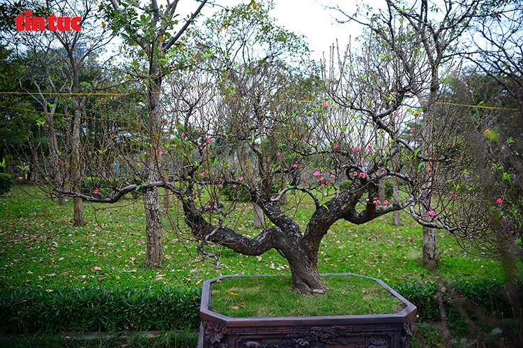 Một gốc đào cổ thụ có thế dáng độc đáo, tán rộng, được đặt trong chậu lớn để phục vụ khách thuê chơi Tết.