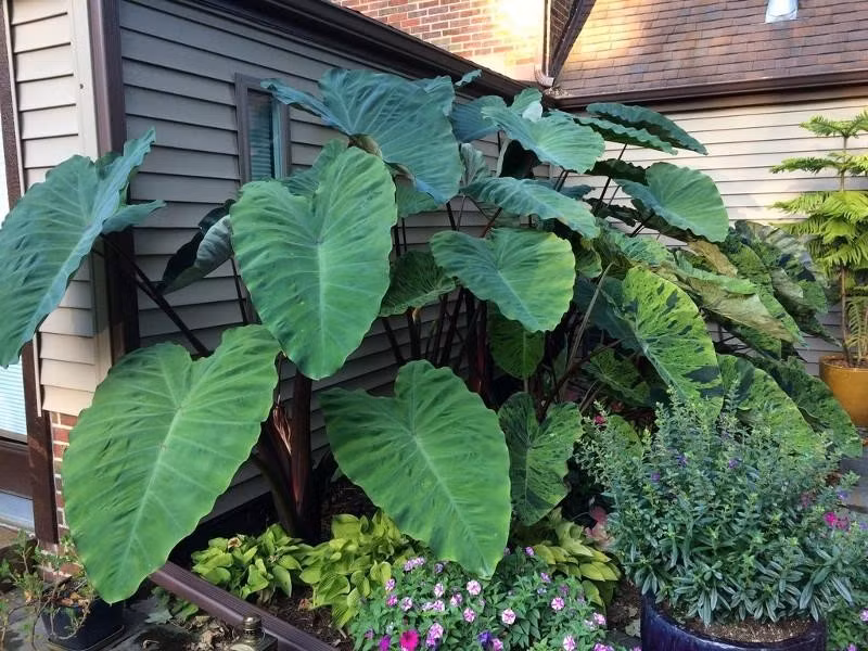 Bạn có thể thay thế bằng cây phượng tím, loài cây có lá đẹp, xanh tươi và dễ chịu, phù hợp với nhiều không gian trong nhà. Chú ý đến nhiệt độ và độ ẩm. Nó có thể sống sót dưới ánh sáng phân tán.