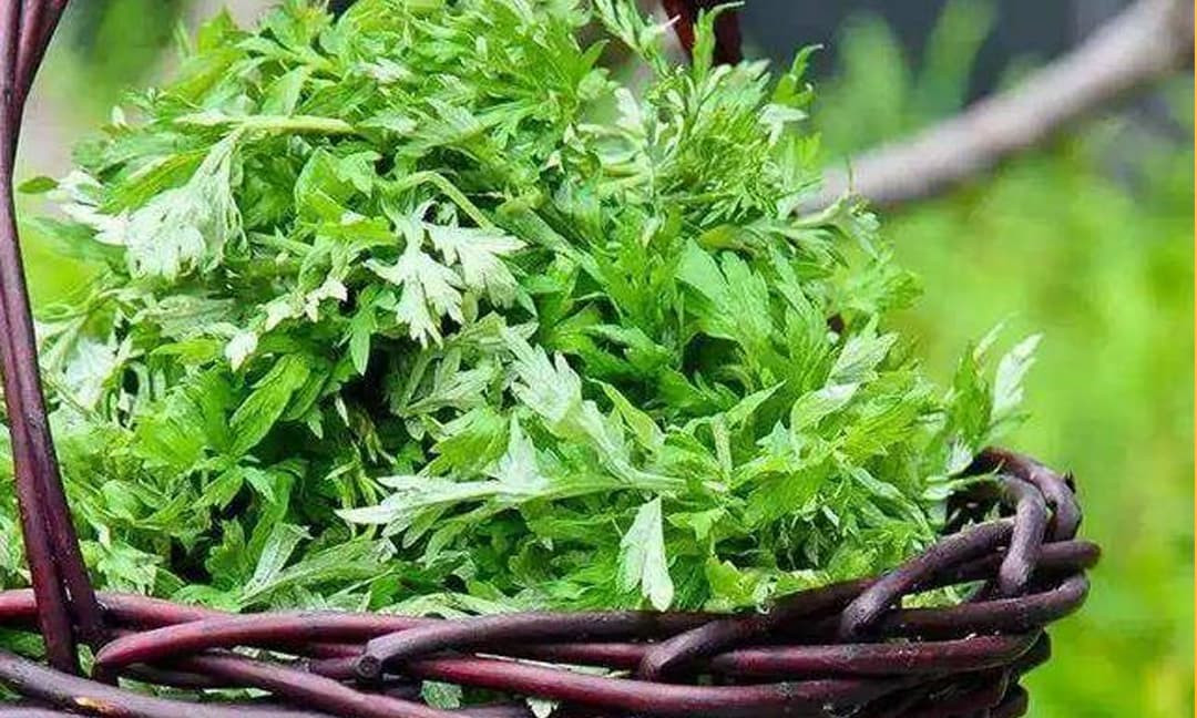 Mùi hương khá nồng nên nên đặt ở nơi thoáng như ban công. Cây đơn giản, dễ trồng, hiệu quả như một “máy lọc khí” tự nhiên.