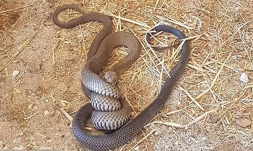 Loài rắn này có tốc độ tấn công cực nhanh và tính khí hung dữ. Chúng thường sống gần nơi có người, làm tăng nguy cơ chạm trán nguy hiểm.