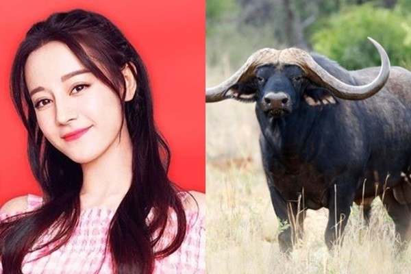 Kết hôn với một người phụ nữ tuổi Sửu giống như có một chỗ dựa vững chắc. Cuộc sống của bạn sẽ ổn định và an toàn, và mọi phước lành sẽ đến một cách tự nhiên.