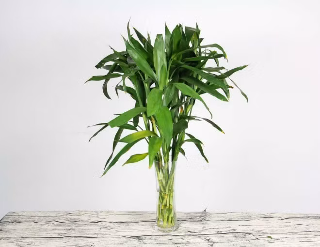 Nếu bạn đang tìm cách để không gian sống trở nên nhẹ nhõm, thư giãn hơn mà vẫn mang ý nghĩa may mắn theo phong thủy Á Đông, thì bắt đầu bằng một chậu cây nhỏ theo kiểu người Nhật là gợi ý cực kỳ đáng thử.