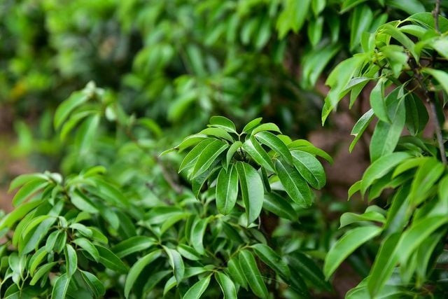 Vì thế, nhiều gia đình có sân vườn rộng thường chọn trồng vải ở vị trí gần cổng hoặc trong vườn nhà như một cách thu hút vận may. Không chỉ đẹp mắt khi ra hoa kết quả, cây vải còn mang lại giá trị kinh tế nếu trồng lâu dài.