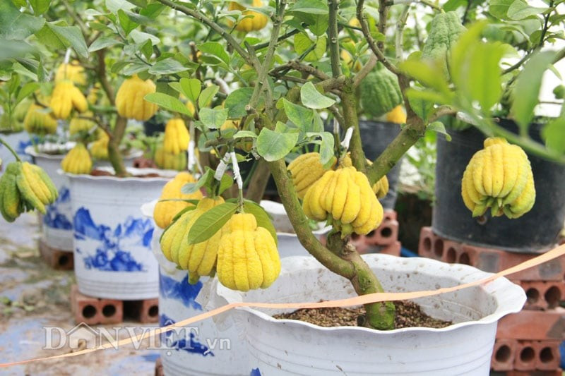 Bạn cũng nên chú ý đến việc tưới nước. Cây cảnh này ưa nước có tính axit nhẹ, lâu ngày sử dụng nước kiềm sẽ dễ làm đất bị cứng và kín, phật thủ sẽ không phát triển tốt. Vì vậy, khi tưới nước mỗi lần tưới có thể thêm 0,1% sắt sunfat vào nước để nước có tính axit nhẹ.