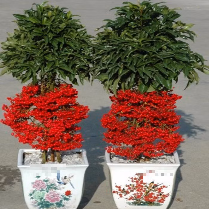 3. Kim ngân lượng: Biểu tượng phú quý và thịnh vượng: Kim ngân lượng (Ardisia crenata Sims), còn được gọi với nhiều tên như “hạt tài lộc”, “vạn lượng vàng”, “trăm lượng vàng”, là một loại cây bụi nhỏ thường xanh, nổi bật với những chùm quả đỏ rực như ngọc châu.