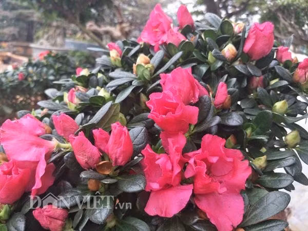 Có nhiều lựa chọn thay thế đỗ quyên trong không gian nội thất: Thay vì đỗ quyên, bạn nên chọn lan ý, lưỡi hổ, kim tiền hay trầu bà – những cây cảnh dễ sống, lọc không khí tốt và ít đòi hỏi chăm sóc đặc biệt.