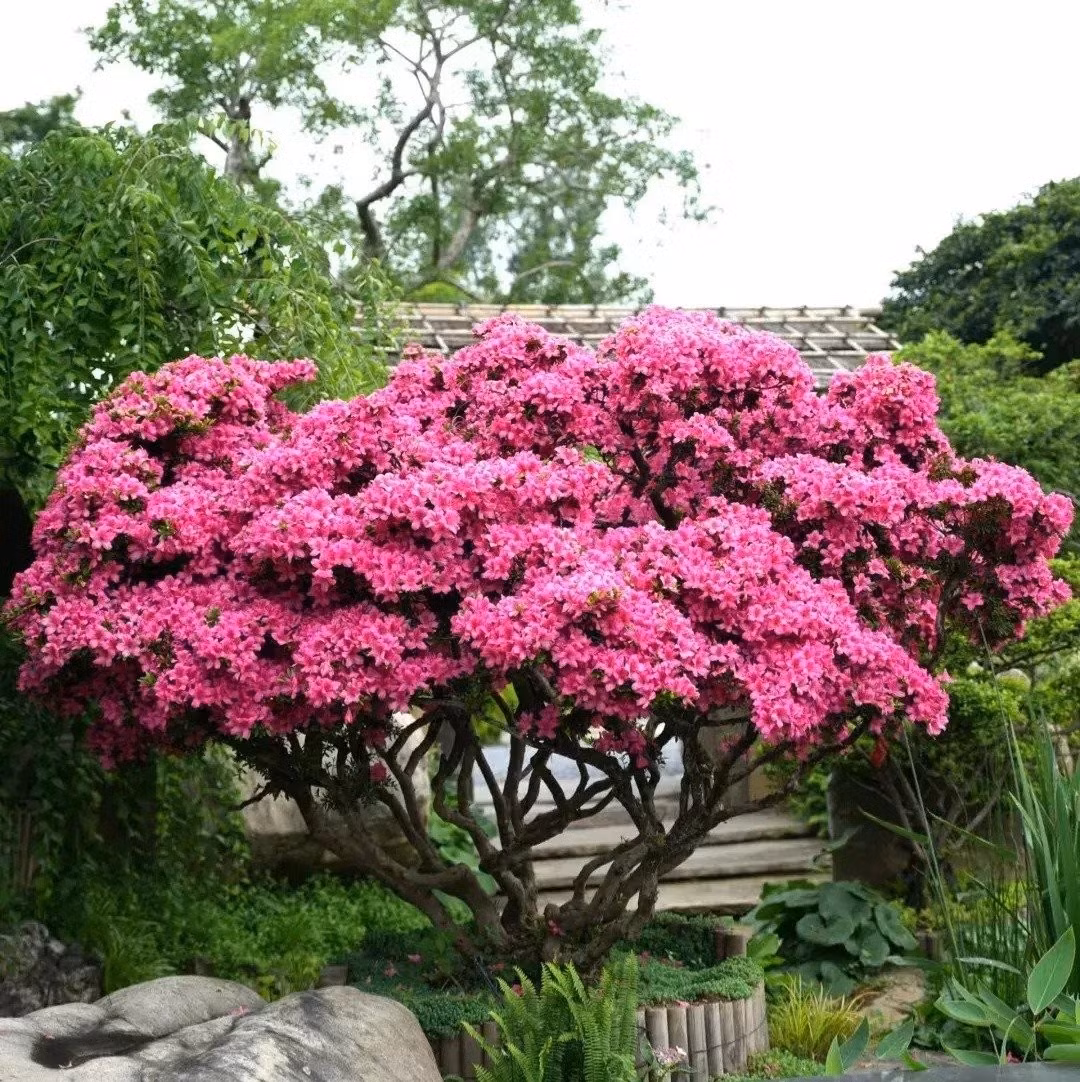 Phòng ngủ hay phòng làm việc hiếm khi đủ ánh sáng cho cây: Ánh sáng tự nhiên trong nhà thường chỉ kéo dài vài tiếng mỗi ngày – không đáp ứng đủ nhu cầu quang hợp của đỗ quyên trong thời gian dài.