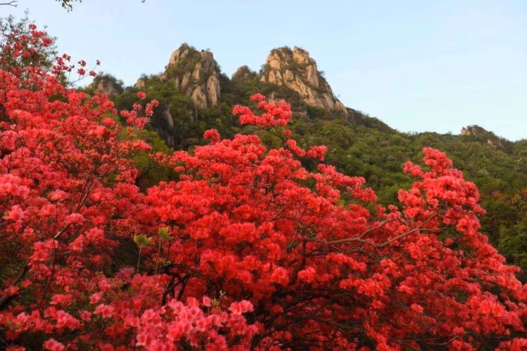 Đỗ quyên đẹp, nhưng không hợp với cuộc sống bận rộn hiện đại: Để cây sống khỏe và nở hoa trong nhà, người trồng cần nhiều kỹ năng và thời gian – điều không phải ai cũng có trong guồng sống đô thị.