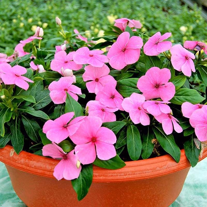 Dừa cạn cần ánh sáng mạnh; nếu thiếu nắng, cây sẽ vươn cao và ít hoa. Loài này tiêu thụ dinh dưỡng nhanh, nên tưới phân hoa pha loãng hằng tuần để duy trì khả năng nở liên tục.