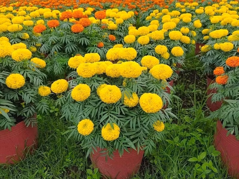 Mùi hương nồng của hoa vạn thọ khiến rắn tự động tránh xa khu vực có cây. Mẹo kết hợp: Trồng cùng ngải cứu quanh hàng rào để tăng khả năng đuổi rắn tự nhiên.