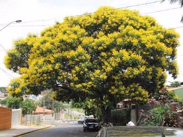 Theo thời gian, giáng hương trở thành tài sản quý giá được truyền từ đời này sang đời khác, như một biểu tượng cho nền tảng vững chắc của gia tộc.