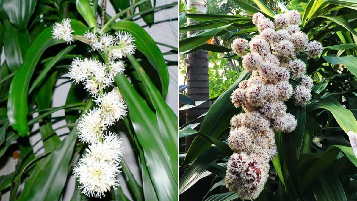 1. Cây Thiết mộc lan (cây Phát tài): Đây là loại cây phong thủy phổ biến nhất, nhưng không phải ai trồng cũng có thể thấy hoa của nó.