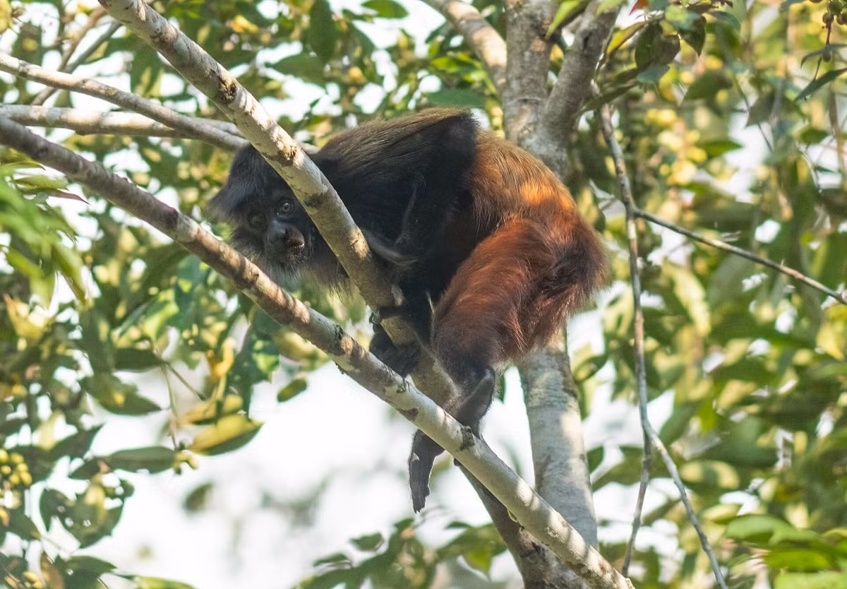  Chế độ ăn chủ yếu là hạt cứng. Hàm răng khỏe với răng nanh và răng cửa phát triển cho phép chúng cắn vỡ các loại hạt cứng, quả non và đôi khi cả côn trùng. Ảnh: inaturalist.