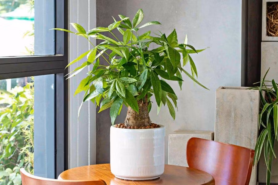 Với hình dáng thân xoắn chắc chắn, lá xòe như bàn tay đón may mắn, kim ngân được xem là biểu tượng của sự giàu có, ổn định tài chính và thuận lợi đường công danh.