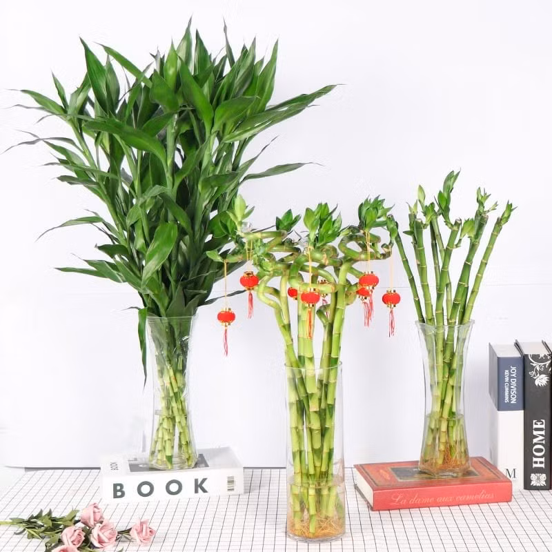 Cây tài lộc: Cây tài lộc với hình dáng đặc trưng và phong thủy tốt, được coi là biểu tượng của sự giàu có. Cây có thể được trồng trong chậu nhỏ hoặc lớn tùy thuộc vào không gian phòng khách. Đặt cây tài lộc ở những vị trí dễ thấy giúp thu hút tài lộc và may mắn cho gia chủ.