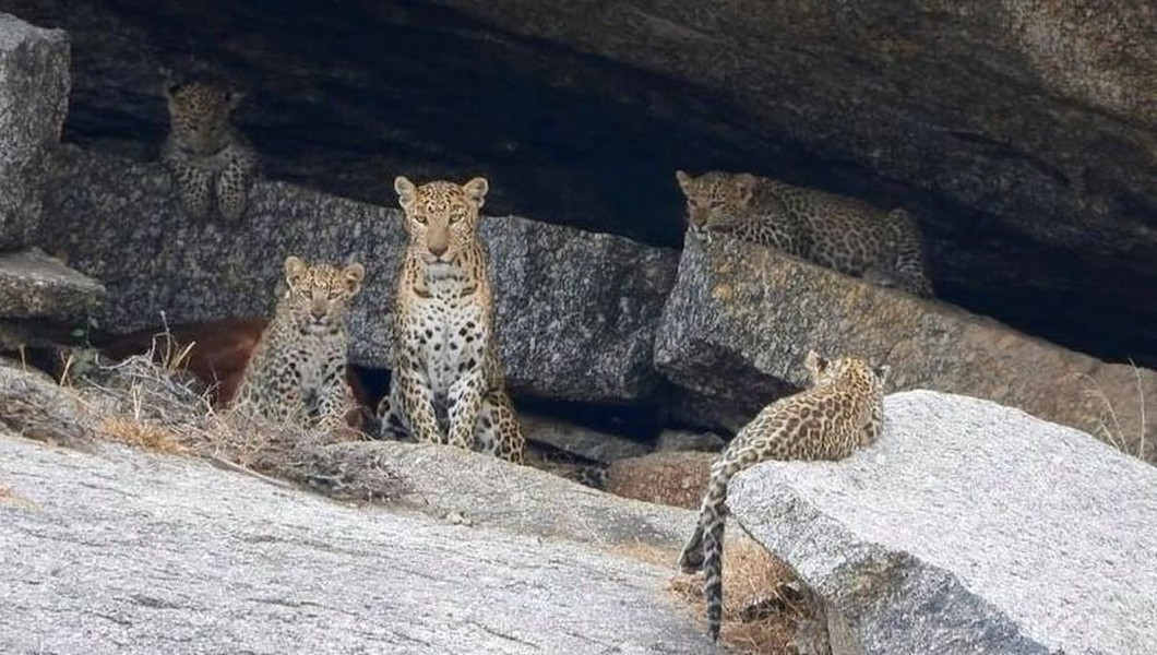 Theo báo cáo, có khoảng gần 100 con báo đang sống trong và xung quanh thị trấn Bera, nhưng không có vụ tấn công nào nhằm vào con người được ghi nhận ở đây trong 100 năm qua.