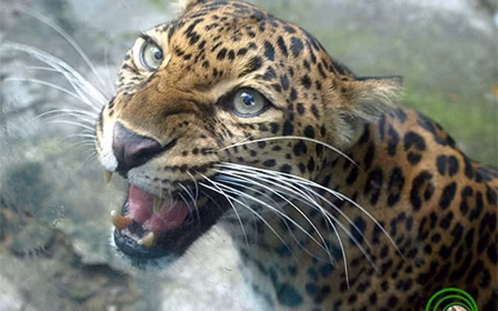  Thách thức lớn: tái thả và phục hồi bản năng hoang dã Dù có hơn 200 cá thể nuôi nhốt, việc tái thả vẫn khó khăn vì xung đột lãnh thổ, thiếu kỹ năng săn mồi và môi trường sống tự nhiên ngày càng bị thu hẹp, phân mảnh nghiêm trọng.