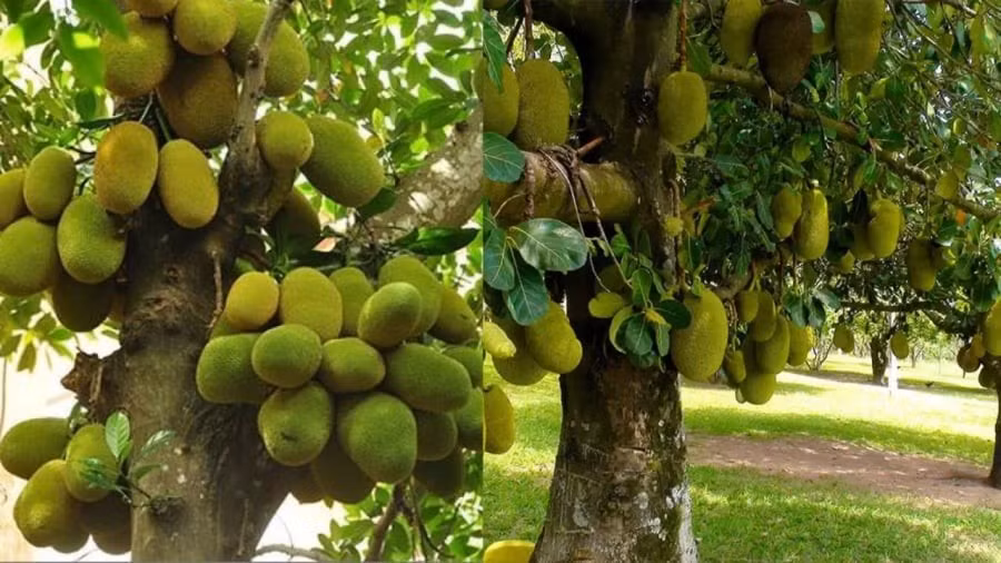 Do đó, nếu muốn trồng mít trong sân nhà, bạn nên ưu tiên chọn khu vực sau nhà hoặc bên hông thoáng đãng, tránh đặt sát cửa chính. Vừa đảm bảo tính thẩm mỹ, vừa không làm ảnh hưởng đến phong thủy tổng thể của căn nhà.