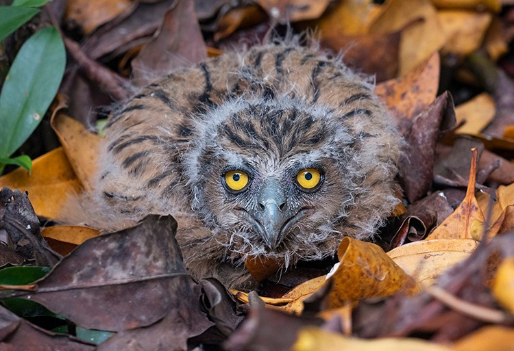 Cú cá, còn gọi là dù dì phương Đông (Ketupa zeylonensis), là loài chim quý hiếm nằm trong Sách Đỏ Việt Nam. Với đôi mắt vàng rực và tiếng kêu đặc biệt, chúng được mệnh danh là “thợ săn đêm” bí ẩn của đại ngàn.