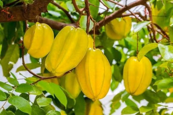 6. Ưu tiên giống khế ngọt, tránh vị chua chát trước nhà: Khế ngọt ra quả đều, dễ chăm, lại mang ý nghĩa may mắn. Ngược lại, khế chua thường gắn với vị đắng cay, không phù hợp với vị trí phong thủy chính diện trước cửa nhà.