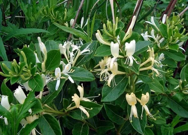 Cây cảnh này còn được biết đến với đặc tính điều hòa không khí, hấp thụ các loại khí độc hại như formaldehyde và benzen, cải thiện chất lượng không khí. Đây cũng là một loại cây thực sự tốt cho sức khỏe.