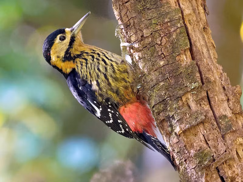 Chim gõ kiến nhỏ trán đen (Dendrocopos darjellensis) dài 23 - 25cm, là loài định cư hiếm đến không phổ biến tại phía Bắc của Tây Bắc (VQG Hoàng Liên Sa pa. Chúng sống ở rừng lá rộng thường xanh trên núi cao.