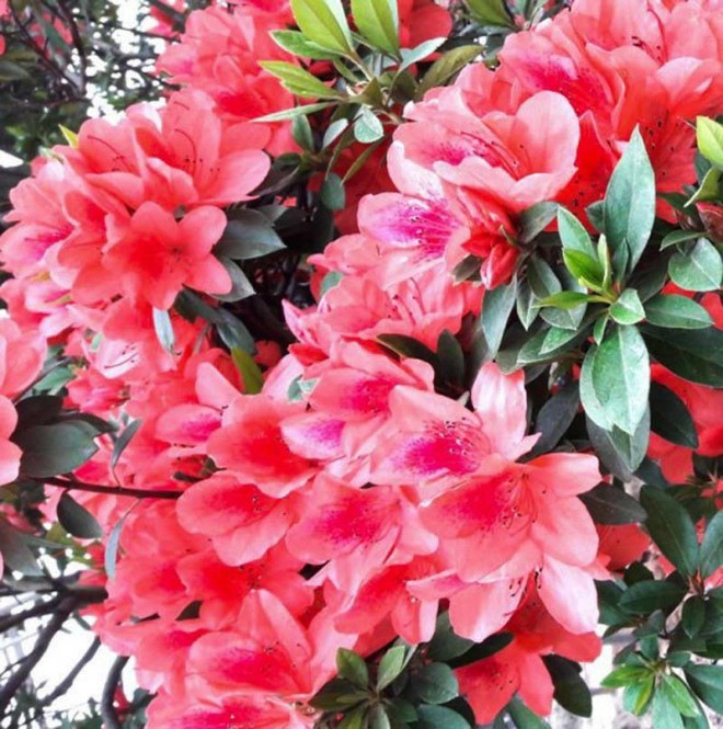 Trong phong thủy, đỗ quyên tượng trưng cho may mắn và tài lộc. Một bụi đỗ quyên cổ thụ trong sân không chỉ làm đẹp không gian sống mà còn được xem như báu vật truyền đời, càng lâu năm càng có giá trị.