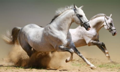 Ngoài ra, tài lộc của họ cũng có sự khởi sắc mạnh mẽ, tài lộc dồi dào, nguồn thu ổn định, có thể là khoản thưởng lớn, cơ hội đầu tư sinh lời nhanh, hoặc nhận lại khoản tiền cũ tưởng mất. Với tinh thần chủ động và khả năng nắm bắt cơ hội nhanh, tuổi Ngọ chắc chắn sẽ "chật ví" nếu biết tận dụng đúng lúc.