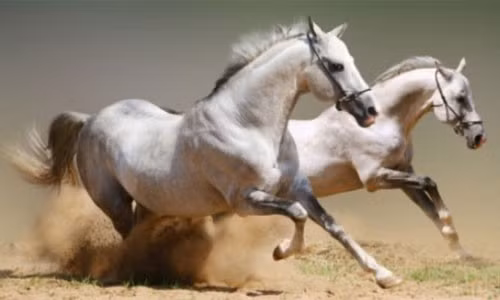 Ngoài ra, tài lộc của họ cũng có sự khởi sắc mạnh mẽ, tài lộc dồi dào, nguồn thu ổn định, có thể là khoản thưởng lớn, cơ hội đầu tư sinh lời nhanh, hoặc nhận lại khoản tiền cũ tưởng mất. Với tinh thần chủ động và khả năng nắm bắt cơ hội nhanh, tuổi Ngọ chắc chắn sẽ "chật ví" nếu biết tận dụng đúng lúc.