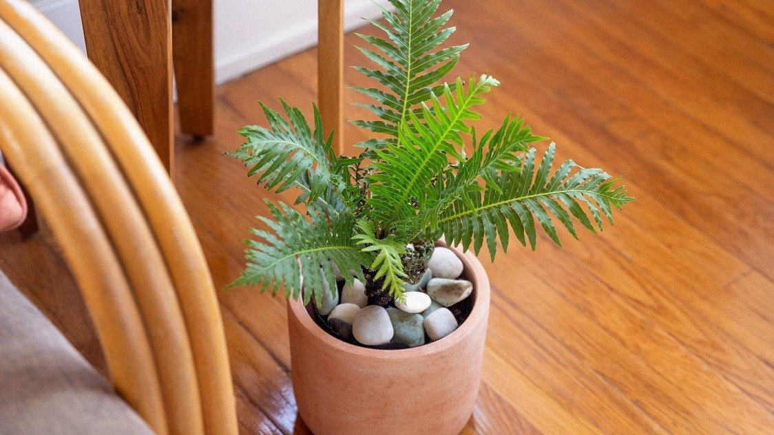 Cây cảnh này có khả năng lọc không khí, tăng độ ẩm, tạo không gian xanh mát, sang trọng cho gia đình. Trong phong thủy, dương xỉ hạnh phúc tượng trưng cho sự may mắn và thịnh vượng, mang lại tài lộc cho gia đình.