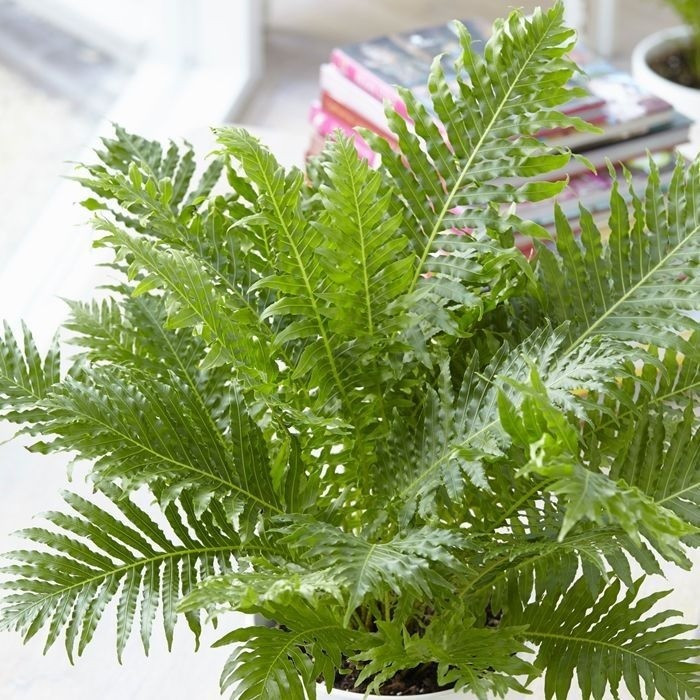 Bạn có thể đặt cây cảnh này ở phòng khách (tăng vượng khí), phòng làm việc/học tập (giảm căng thẳng, tăng năng suất), ban công. Cây cảnh thích môi trường ẩm ướt, nhưng cần chú ý không để đất quá úng. Nó cũng thích ánh nắng mặt trời , nhưng nên tránh ánh nắng trực tiếp mạnh để không làm cháy lá.