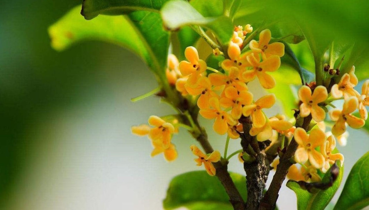 Đặc biệt, quế là loai cũng là một "máy lọc không khí" tự nhiên, hấp thụ formaldehyde và giải phóng oxy. Lá và vỏ của cây cảnh này có mùi quế đặc trưng, có tác dụng thanh lọc không khí mạnh mẽ. Hương quế cũng giúp mọi người thư giãn thần kinh sau một ngày làm việc căng thẳng.