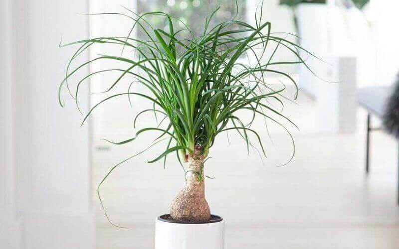 Khi trồng cây cảnh này, cần duy trì môi trường đất ấm áp và ẩm ướt. Lan bình rượu thích hợp để đặt trong nhà hoặc trên ban công, giúp tăng thêm giá trị trang trí cho ngôi nhà.