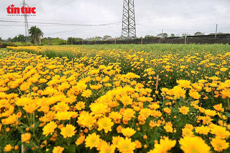 Cánh đồng hoa cúc nở rộ trải dài, sẵn sàng cho vụ thu hoạch phục vụ nhu cầu thị trường dịp cuối năm.