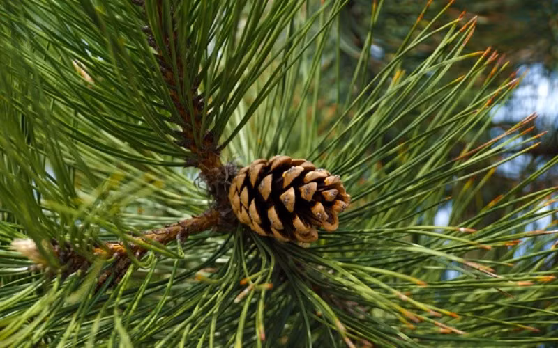 9. Tín hiệu của sa sút: Khi cây không còn ai chăm, nhà dễ suy. Ngày xưa, nhà quyền quý luôn có cây xanh tươi tốt. Một khi cây trước cửa chết đi, đó là dấu hiệu gia đạo thiếu người chăm sóc, suy giảm phúc lộc.